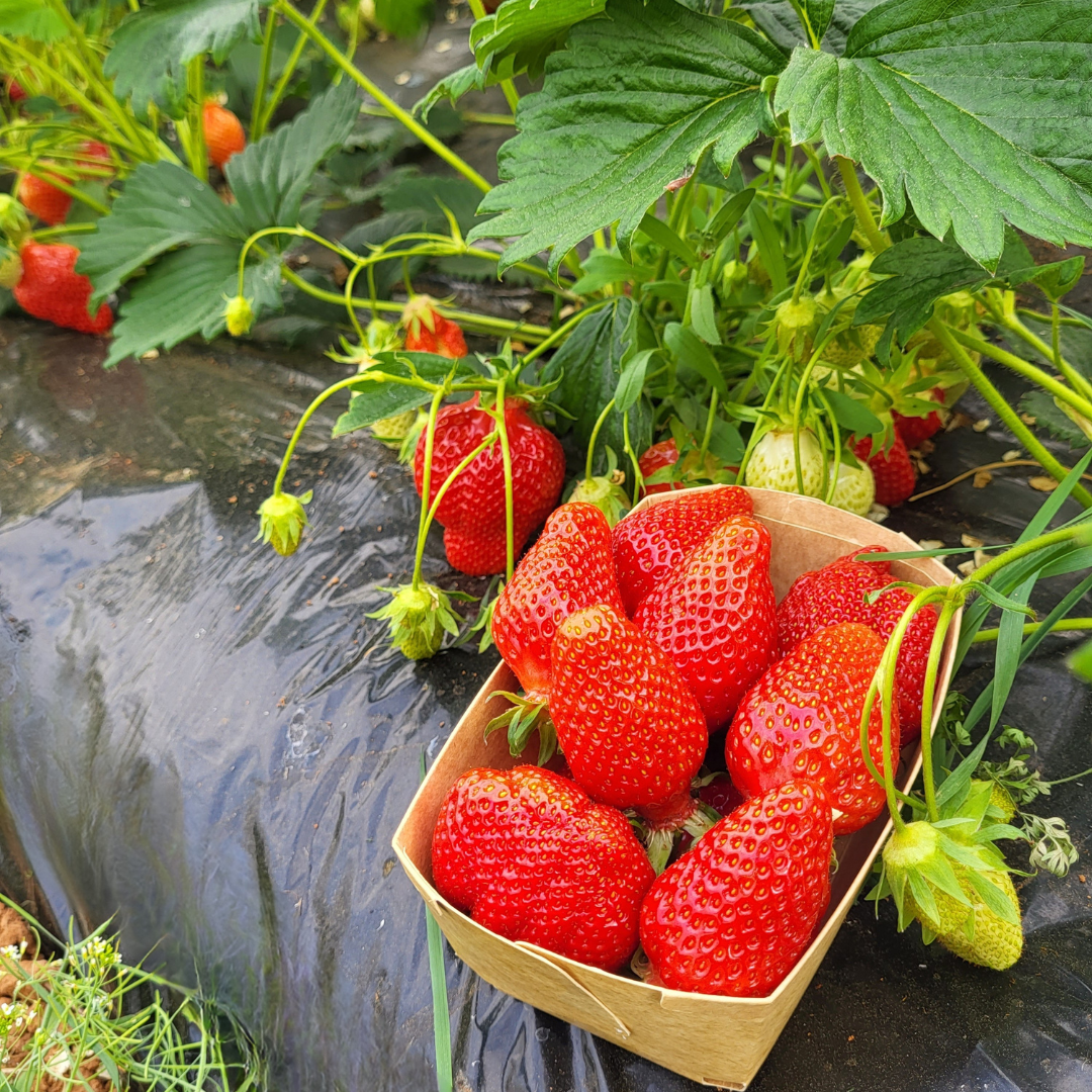 🍓 Fraises Gariguette : 3,50€ la barquette ou 2 barquettes à 6€ 🍓